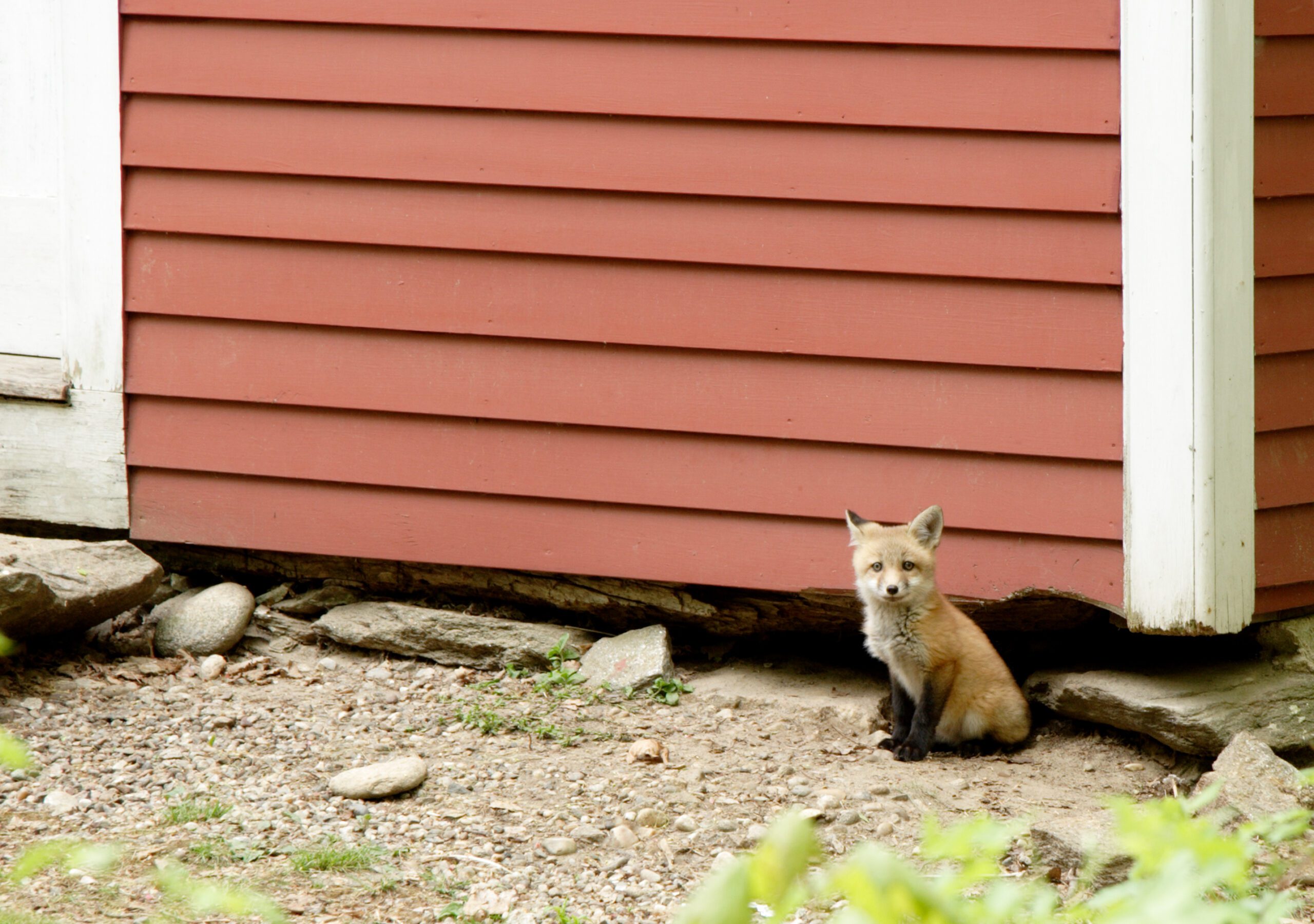 Fox resting on dirt by house