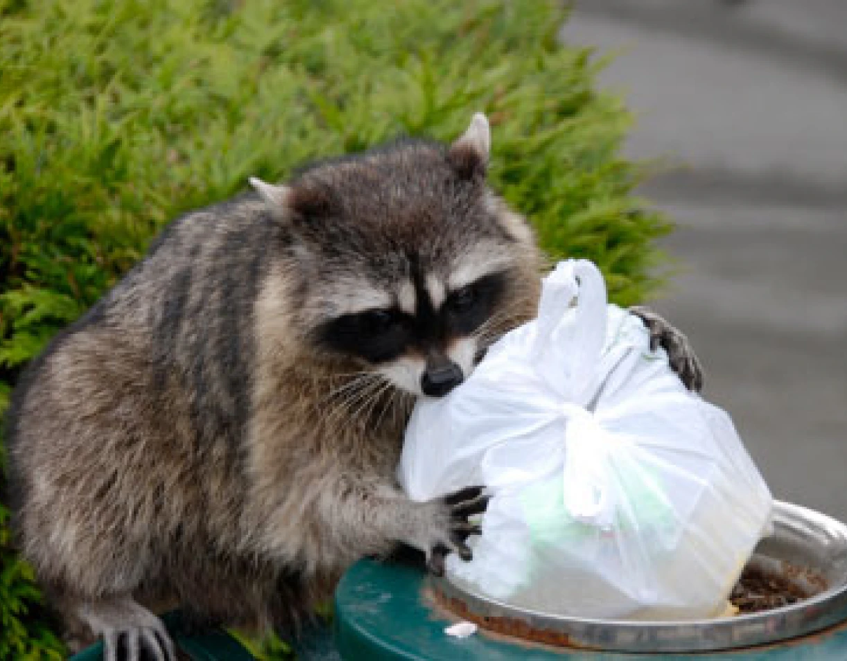 Raccoon rummaging through trash bag