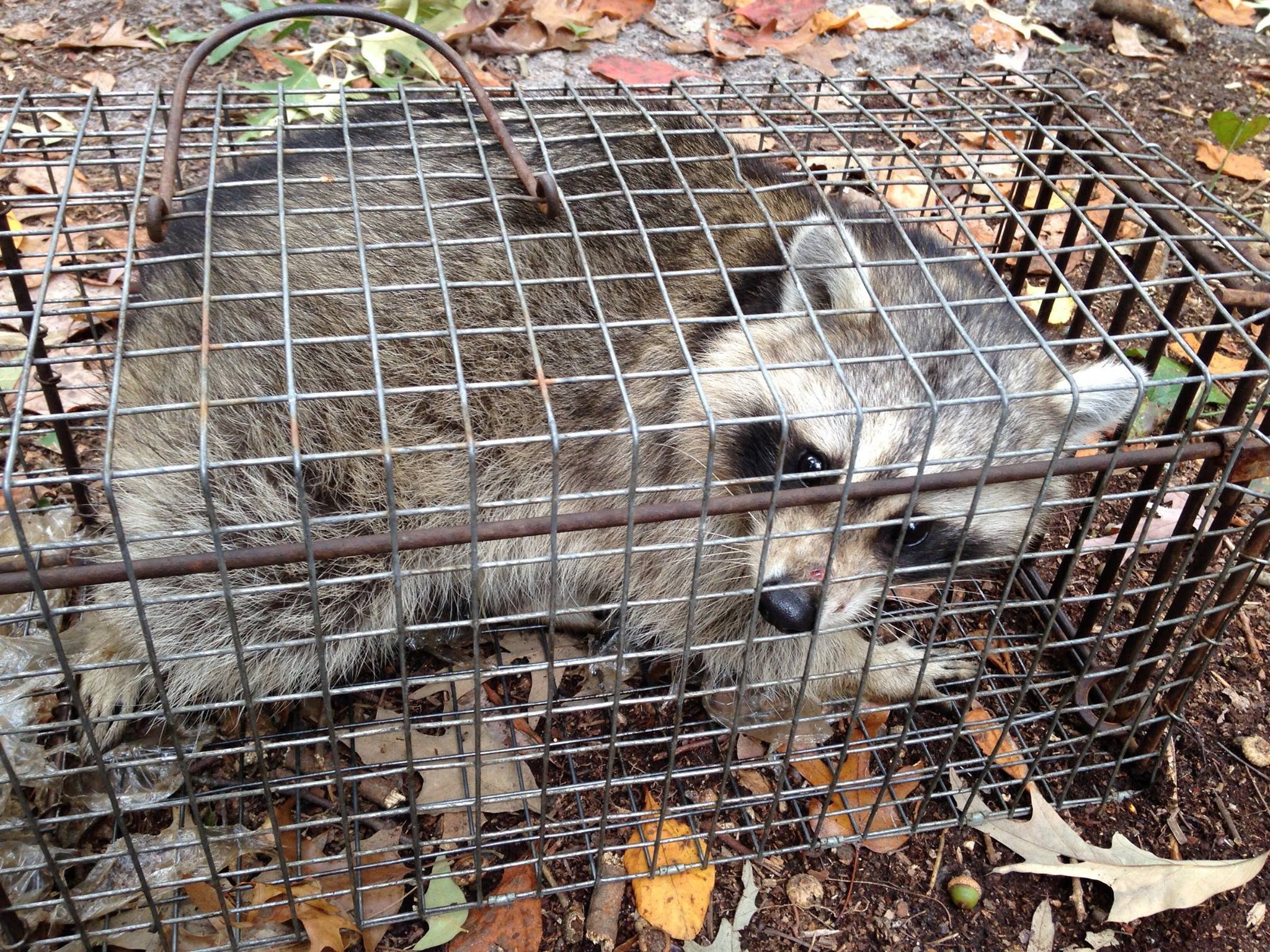 raccoonpic